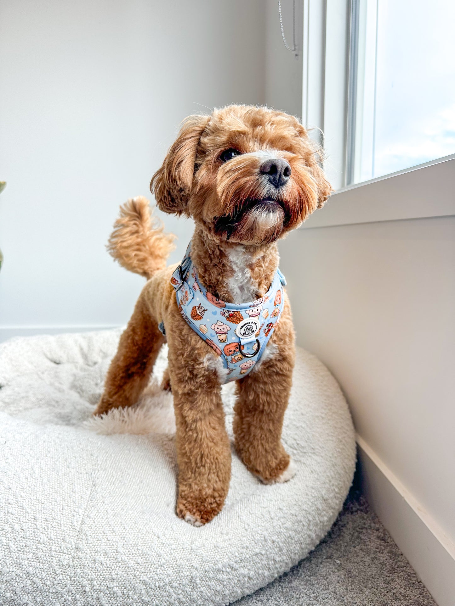 'Woof and Sip Boba' Harness